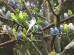 Budgies in a Tree