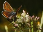 Butterfly on Spider Plant