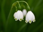 snow bells