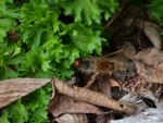 caterpillar in parsley leaves