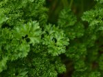 Parsley