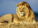 African Lion