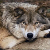 Tundra Wolf resting