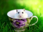 Mouse in a Cup