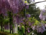 wisteria