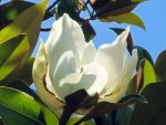 Magnolia