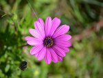 Purple Daisy