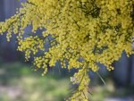 Aussie Wattle