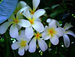 Plumeria