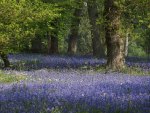 bluebell wood