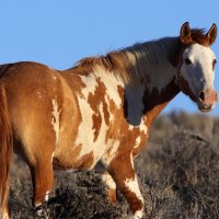 American Paint Horse- For Texmex14