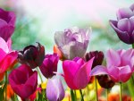 abloom_colored_tulips