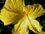HIBISCUS AMARELO