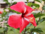 HIBISCUS PINK