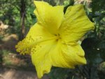 HIBISCUS AMARELO