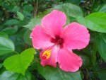 HIBISCUS PINK