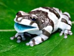 Milk Frog 