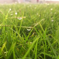 dew grass