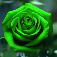 áƒ¦ Unusu@l LOVE áƒ¦