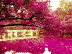 PINK PARK