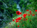 Mountain poppies