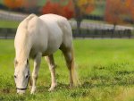 White Horse Grazing