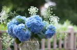 Hydrangea blues