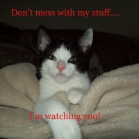 Watch kitty