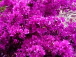 Bougainvillea