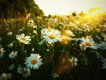 beautiful daisies meadow