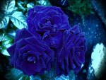 blue roses