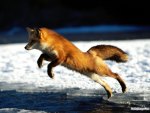 Fox At Play.