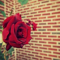 Red Rose