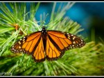 Monarch on green blanket
