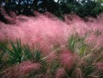 Pink Flowering Grass