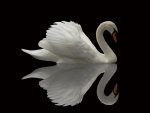 Reflected Swan