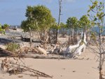 Low Tide in the Mangroves