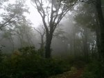 Dark Misty Woods