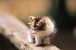 fluffy kitten
