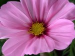 pink cosmos