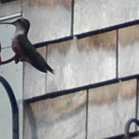 Female Hummingbird