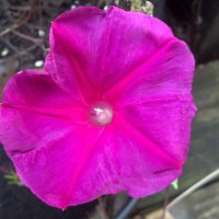 Scarlet Morning Glory