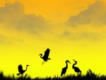 Silhouetted Birds