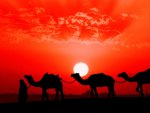 Camels at Sunset