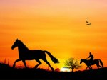 Sunset Gallop