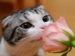 little kitten who loves roses