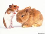 hamster and bunny