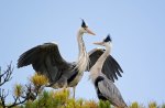 Garzas Courtship