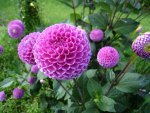 Pom Pom Dahlia