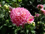 Pom Pom Dahlia